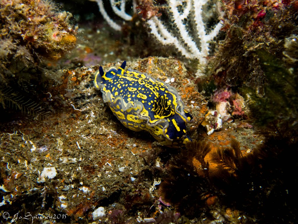 Scuba Diving, Gibraltar, 2015