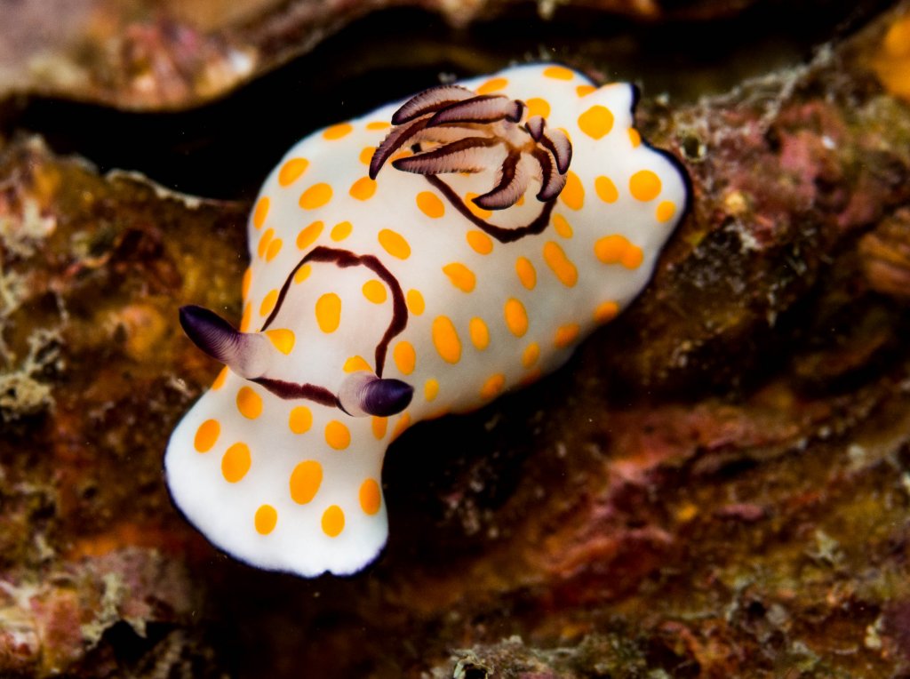 Scuba Diving, Koah Lak, Thailand 2015