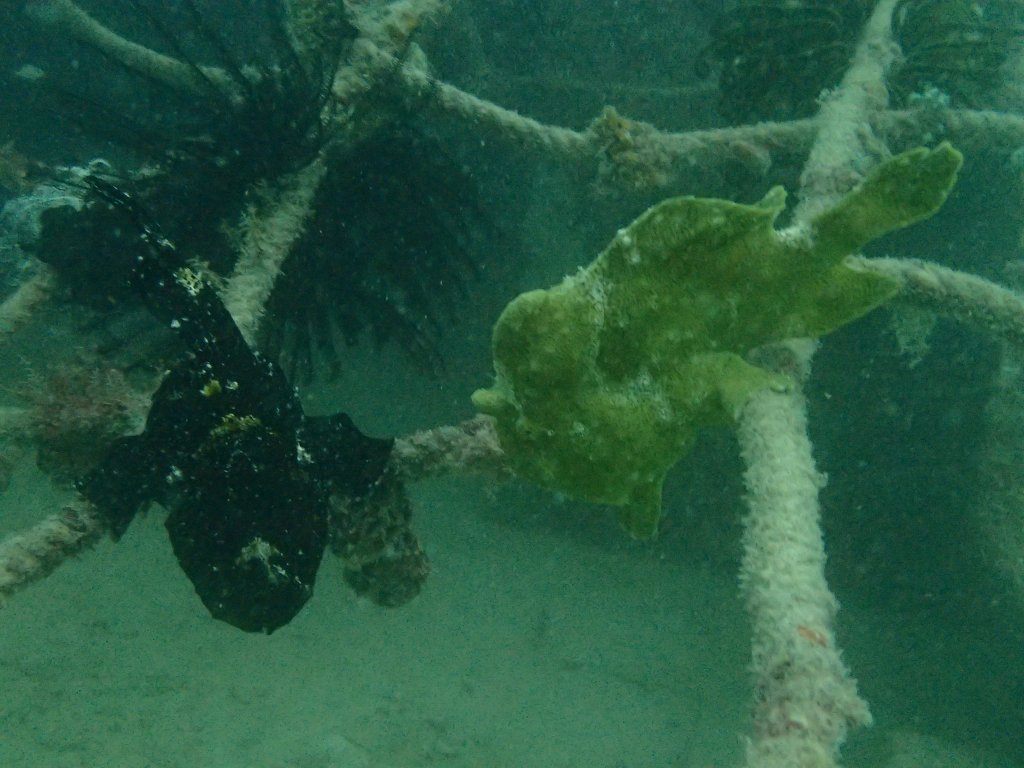 Scuba Diving Sipidan & Mabul Islands, Malaysia 2017