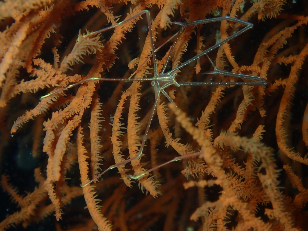 Scuba Diving Malapascua, Philippines 2017