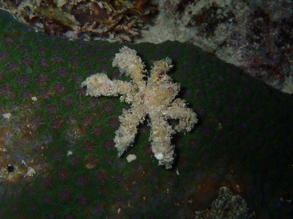 Scuba Diving Cebu, Philippines 2017