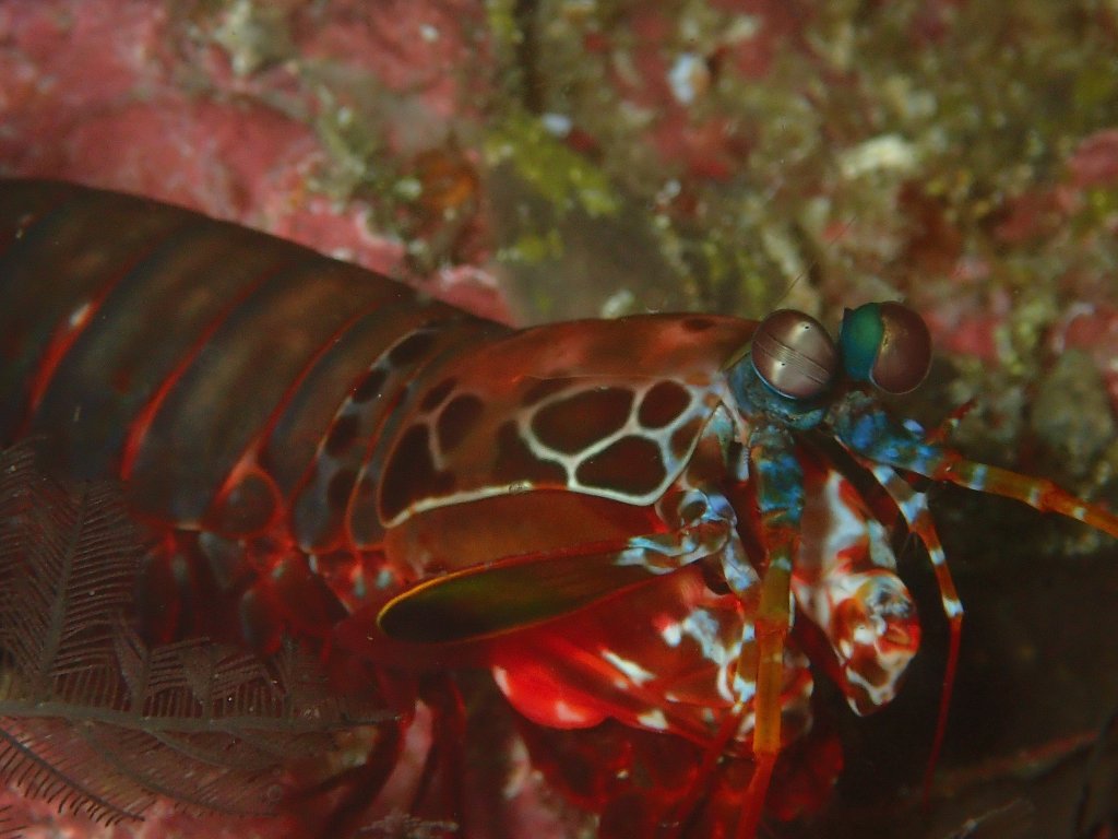 Scuba Diving Komodo, Indonesia 2017