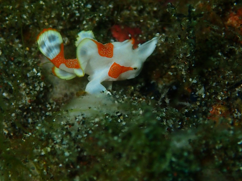 Scuba Diving Padangbai, Bali, Indonesia 2017