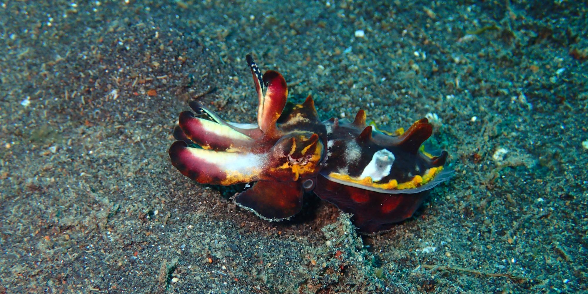 Diving in Asia & Africa 2017-18 Diving in Asia & Africa 2017-18