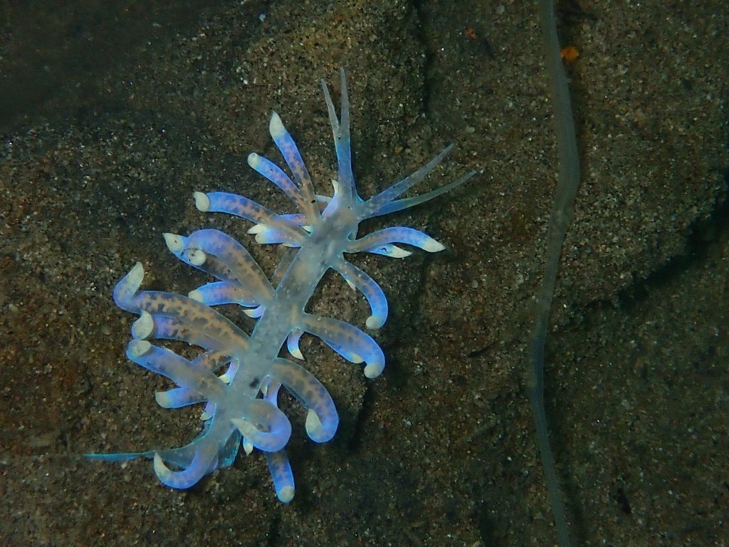 Scuba Diving Dumagete, Philippines, 2018