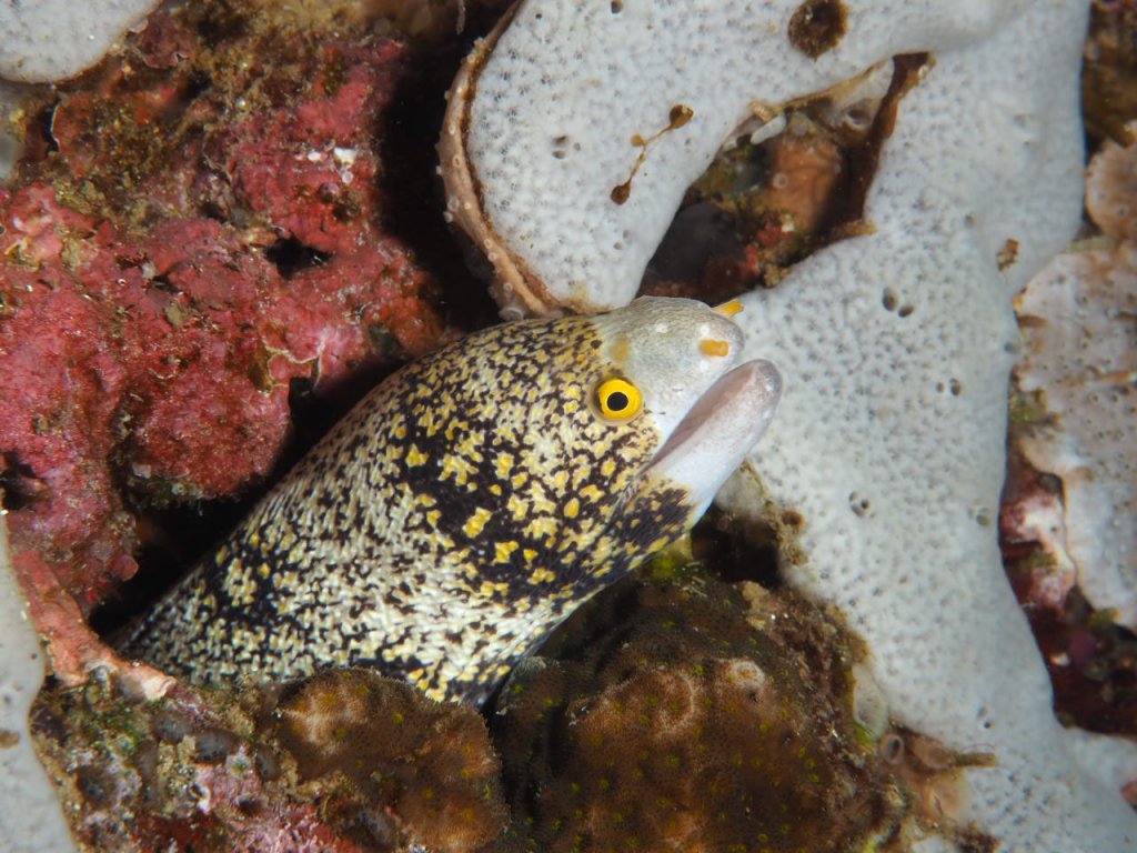 Scuba Diving Moalboal, Cebu, Philippines 2019