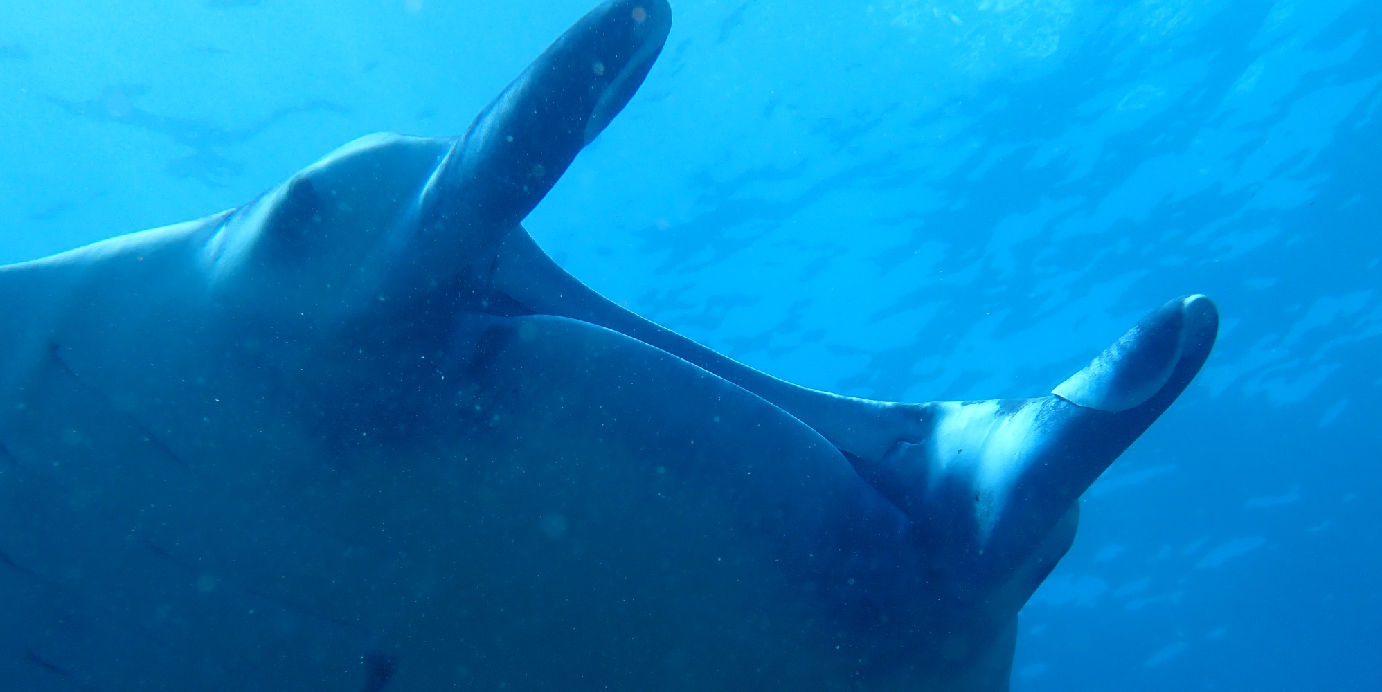 Diving in Indonesia 2022 Diving in Indonesia 2022