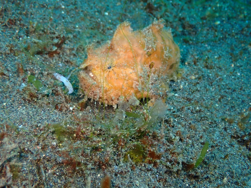 Scuba Diving Lembeh, Indonesia 2023