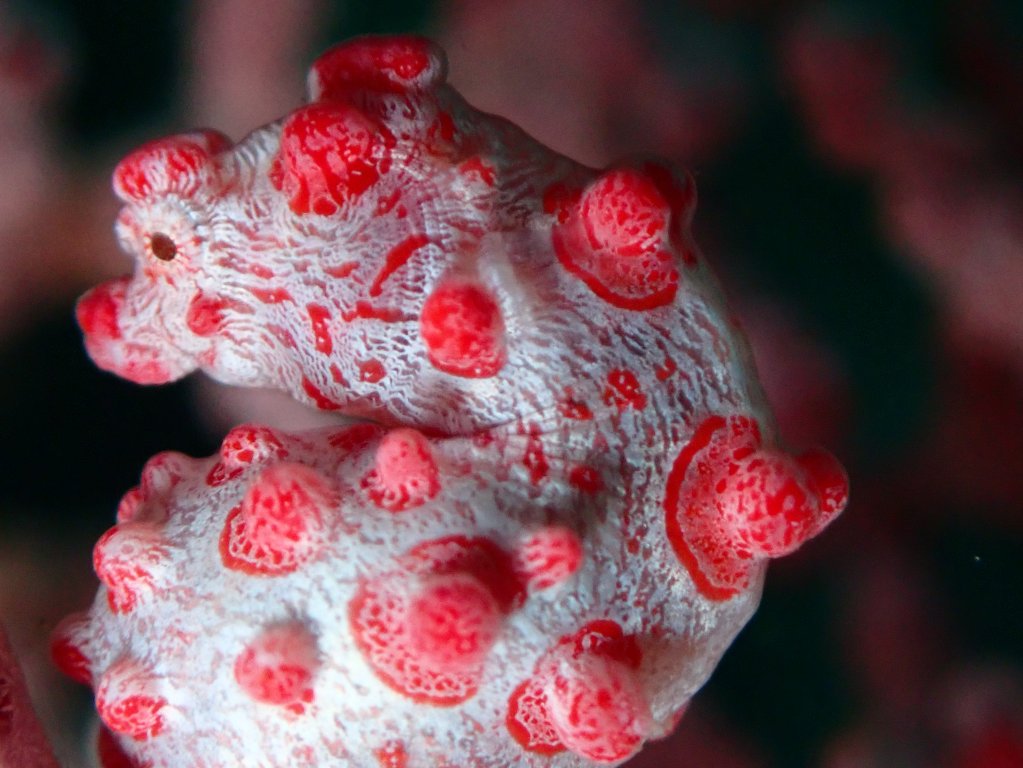 Jo and David scuba diving amed, indonesia, november 2024