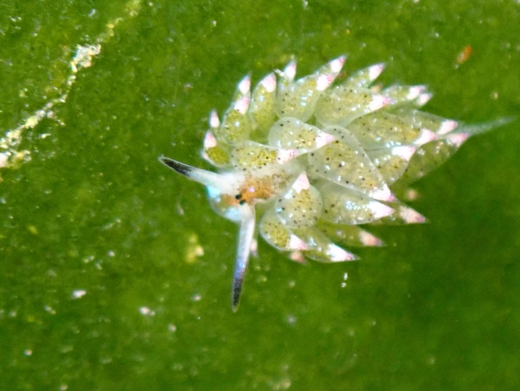 Jo and David scuba diving padangbai, indonesia, november 2024